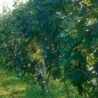 Cascina Piano Estate